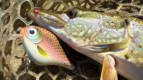 Making Baits and Catching Pike