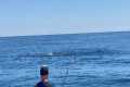 The Most BLUEFIN TUNA I HAVE EVER