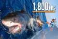 Massive Great White Shark caught