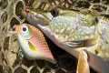 Making Baits and Catching Pike