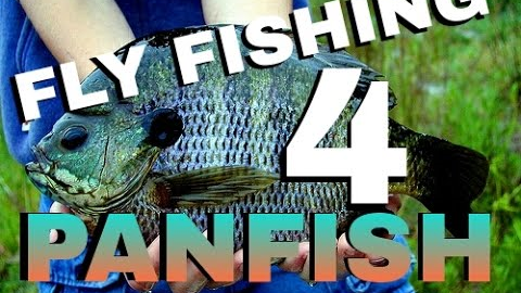 How to Fly Fish for Panfish   Beginner's Fly Fishing