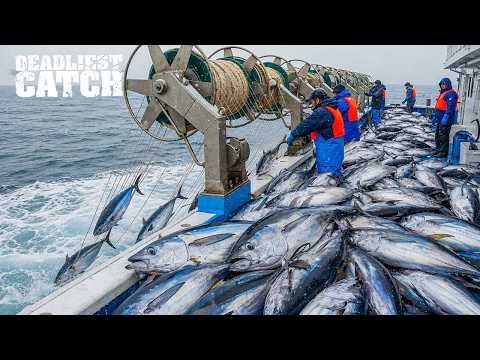 Tuna Fishing: Inside the Billion-Dollar Tuna Empire | Fishing Documentary