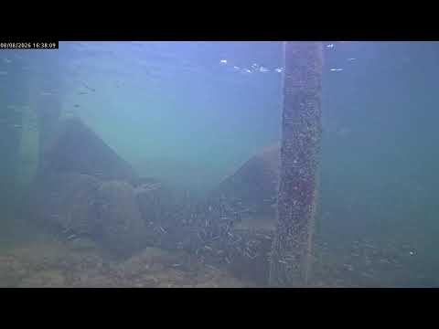 Dive in! Live Underwater Camera in the Florida Keys