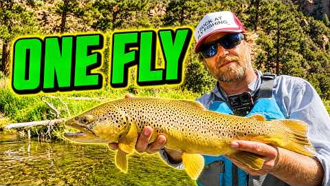 The ONLY Fly I Need