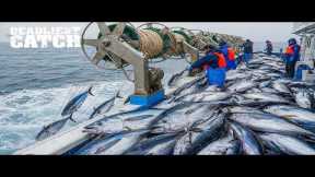 Tuna Fishing: Inside the Billion-Dollar Tuna Empire | Fishing Documentary