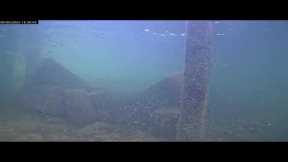 Dive in! Live Underwater Camera in the Florida Keys