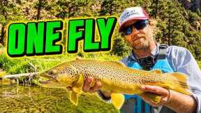 The ONLY Fly I Need