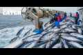 Tuna Fishing: Inside the